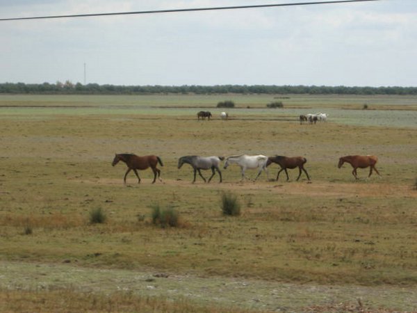 Parque Nac. Do&ntilde;ana, Huelva